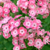 100 PHLOX OF SHEEP Pastel Mix Phlox Drummondii Multicolor Flower Seeds
