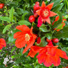 25 POMEGRANATE TREE Punica Granatum Red Fruit Seeds