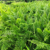 1500 Western SWORD FERN Giant Holly Swordfern Polystichum Munitum Aspidium Solitarium Spores Seeds