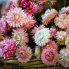 Tall Double Mixed Colors Strawflower Helichrysum Monstrosum Flower Seeds – photo 4