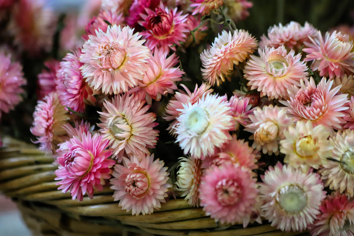 Tall Double Mixed Colors Strawflower Helichrysum Monstrosum Flower Seeds – photo 4