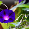 100 PURPLE MORNING GLORY Ipomoea Nil Flower Vine Seeds