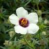 10 SIMPLY LOVE HIBISCUS (Flower of the Hour / Baldder Hibiscus) Hibiscus Trionum Flower Seeds
