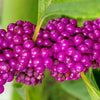 40 American PURPLE BEAUTYBERRY Shrub Flower Callicarpa Americana Seeds