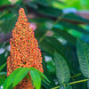 75 SMOOTH SUMAC TREE Red Berries Rhus Glabra Borealis Seeds