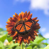 Orange Evening Colors Sunflower Seeds – Helianthus Annuus Flower – photo 2