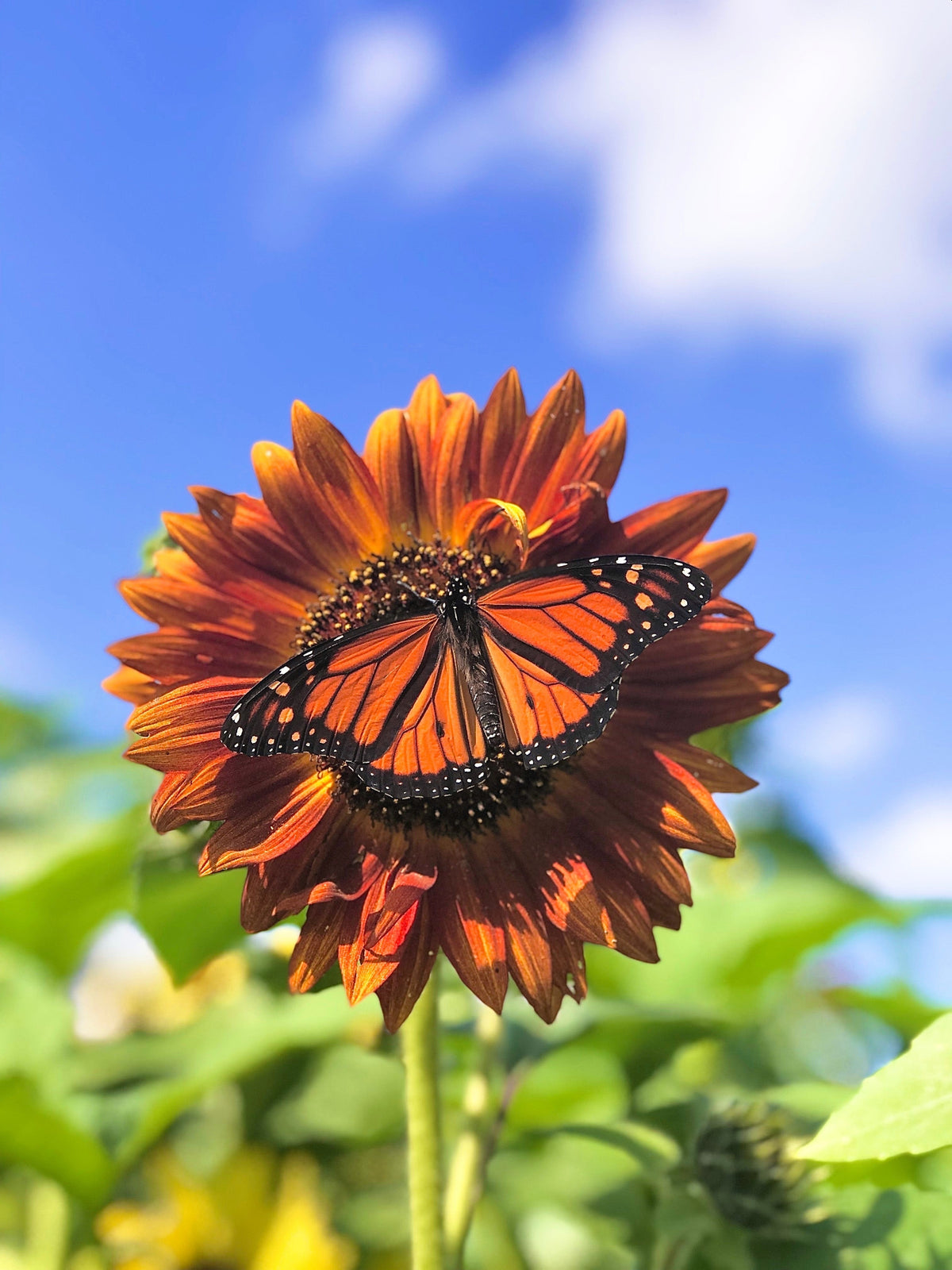 Orange Evening Colors Sunflower Seeds – Helianthus Annuus Flower – photo 2