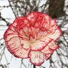 50 Avranchin RED & WHITE CARNATION Dianthus Caryophyllus Chabaud Flower Seeds