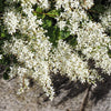 35 EUROPEAN PRIVET HEDGE Common Wild Ligustrum Vulgare Flower Shrub Seeds