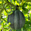 50 TABLE KING Acorn SQUASH Winter or Summer Cucurbita Maxima Vegetable Seeds