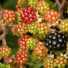 25 TRAILING BLACKBERRY Pacific Rubus Ursinus Vining Shrub Fruit Berry Seeds