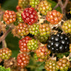 Trailing Blackberry Seeds – Pacific Rubus Ursinus Vining Shrub Fruit Berry – photo 6