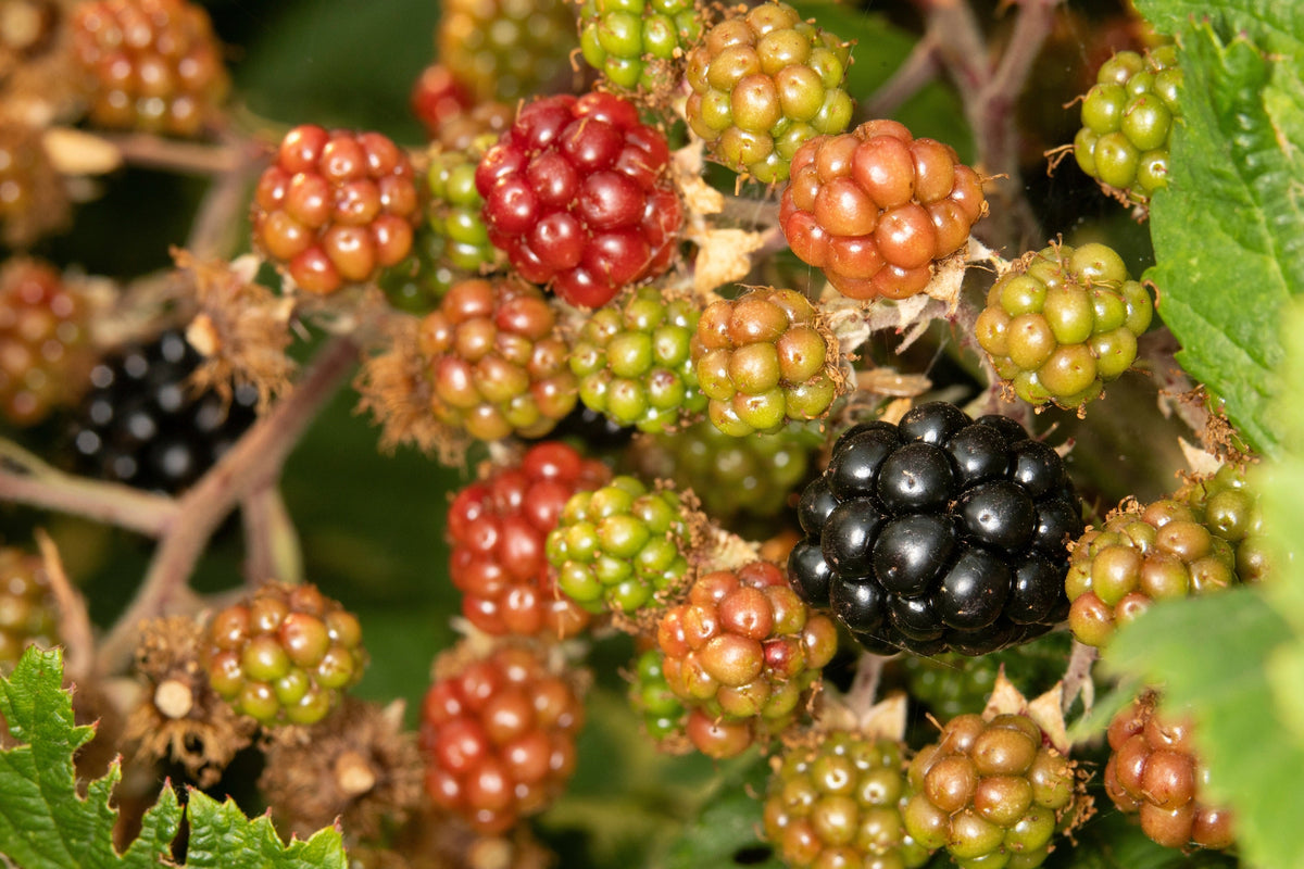 Trailing Blackberry Seeds – Pacific Rubus Ursinus Vining Shrub Fruit Berry – photo 6