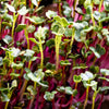 250 RED Arrow SPROUTING RADISH MiniGreen Daikon Raphanus Sativus Vegetable Seeds