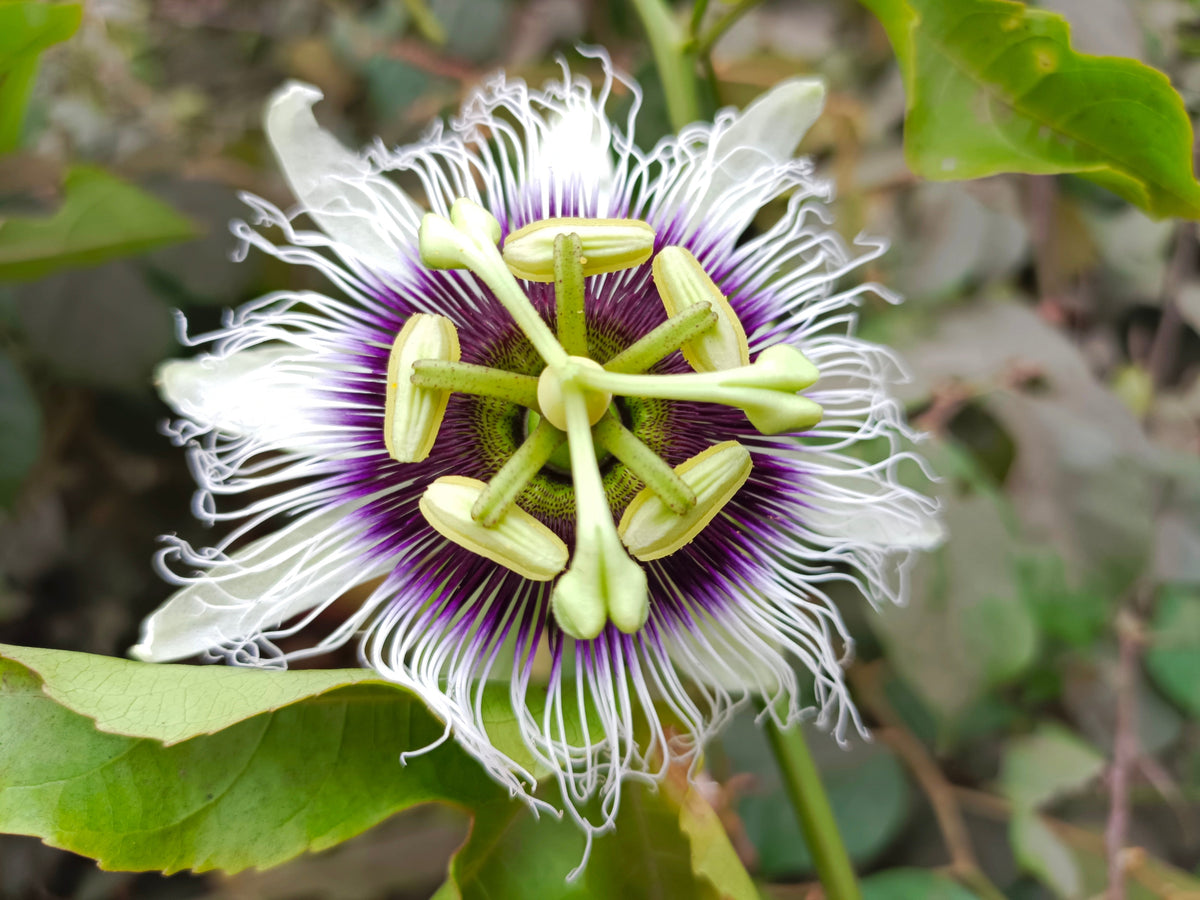 Yellow Passion Fruit Seeds – Vine Passiflora Edulis Flavicarpa Golden Passionfruit Purple & White Flower – photo 5