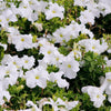25 WHITE PETUNIA Grandiflora Flower Seeds