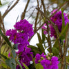 35 PURPLE CREPE MYRTLE Lagerstroemia Indica Flowering Shrub Bush Small Tree Seeds