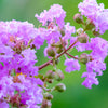 35 LILAC Light Purple CREPE MYRTLE Lagerstroemia Indica Flowering Shrub Bush Small Tree Seeds