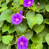 100 GRANDPA OTT MORNING GLORY Ipomoea Purpurea Flower Vine Seeds
