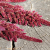 500 MIDNIGHT RED AMARANTHUS Cruentus Amaranth Flower Leaf Vegetable Seeds