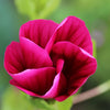 10 VULCAN MALOPE Trifida / Mallowwort / Mallow Flower Seeds