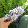 300 PURPLE TANSY Lacy Fiddleneck Phacelia Tanacetifolia Flower Seeds