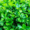 Cutting Leaf Celery Seeds – Apium Graveolens European Chinese Herb – photo 6