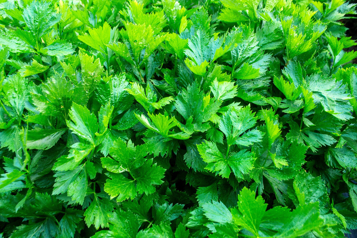 Cutting Leaf Celery Seeds – Apium Graveolens European Chinese Herb – photo 6