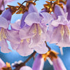 400 Royal PAULOWNIA EMPRESS TREE Tomentosa Flower Seeds