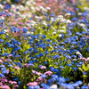 100 Mixed FORGET ME NOT Pink Blue White Mix Myosotis Alpestris Flower Seeds *Flat Shipping