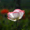 Pink & White Poppy Papaver Somniferum Flower Seeds – photo 8