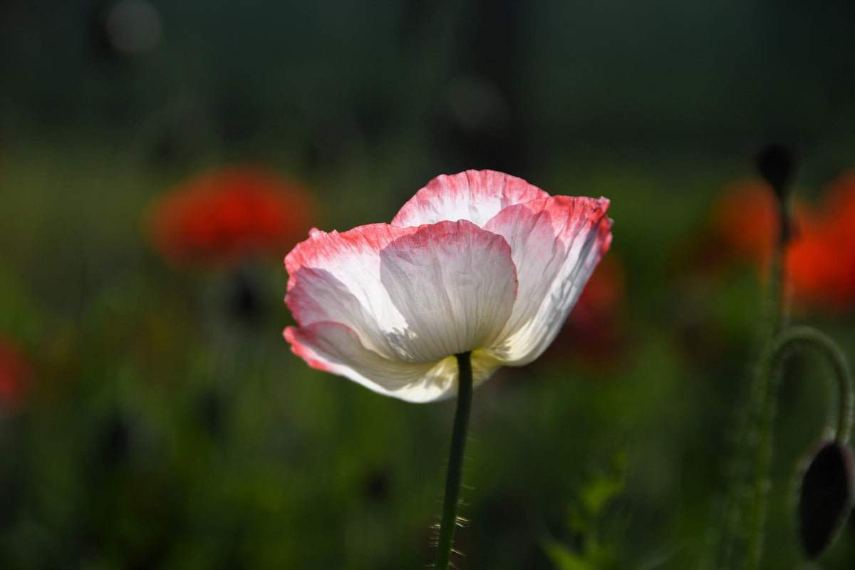 Pink & White Poppy Papaver Somniferum Flower Seeds – photo 8