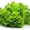 3000 Black Seeded Simpson LEAF LETTUCE Lactuca Sativa Vegetable Seeds