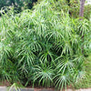 50 UMBRELLA PALM TREE Cyperus Involucratus Papayrus Sedge Seeds