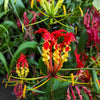 10 RED GLORIOSA LILY Flame Lily Gloriosa Superba Red & Yellow Flower Vine Seeds