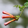 25 Orange HUMMINGBIRD TRUMPET CREEPER Campsis Radicans Vine Flower Seeds