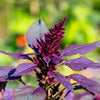 500 RED GARNET AMARANTH Amaranthus Tricolor Vegetable Flower Seeds