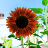 Autumn Beauty Sunflower Seeds – Helianthus Annuus Flower – photo 6