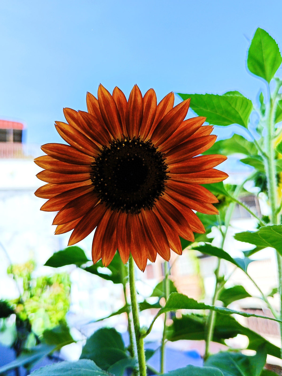 Autumn Beauty Sunflower Seeds – Helianthus Annuus Flower – photo 6