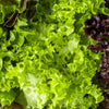 3000 Black Seeded Simpson LEAF LETTUCE Lactuca Sativa Vegetable Seeds
