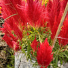 100 RED Forest Fire COCKSCOMB CELOSIA Plumosa Seeds