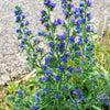 Blue Vipers Bugloss Seeds – Echium Vulgare Blue Flower – photo 4