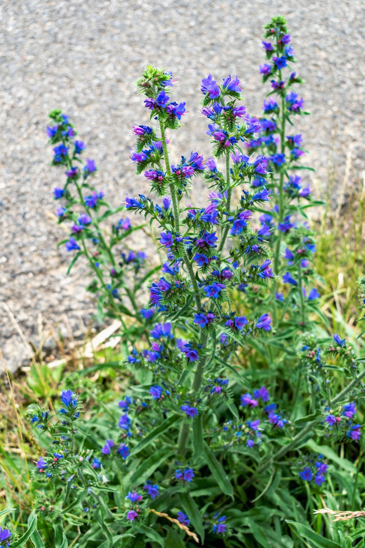 Blue Vipers Bugloss Seeds – Echium Vulgare Blue Flower – photo 4