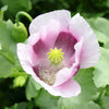 350 TASMANIAN Purple & White POPPY Papaver Somniferum Flower Seeds