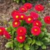 100 RED ENGLISH DAISY Bellis Perennis Double Flower Seeds