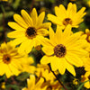 100 SWAMP SUNFLOWER (Narrowleaf Sunflower) Helianthus Angustifolius Flower Seeds
