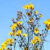 100 SWAMP SUNFLOWER (Narrowleaf Sunflower) Helianthus Angustifolius Flower Seeds