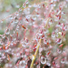 Purple Lovegrass Seeds – Eragrostis Spectabilis Native Love Grass Flower – photo 6