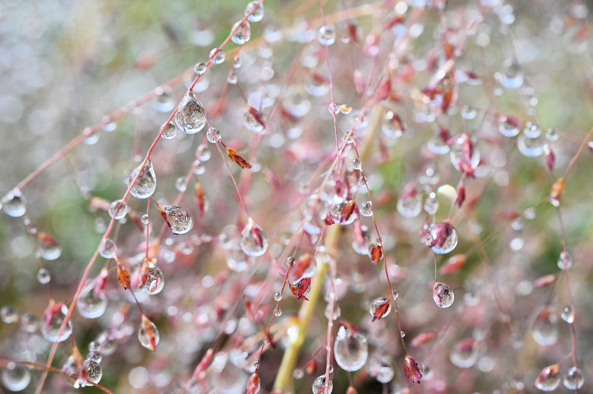 Purple Lovegrass Seeds – Eragrostis Spectabilis Native Love Grass Flower – photo 6
