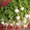 Hailstone White Globe Radish Seeds – Raphanus Sativus Vegetable